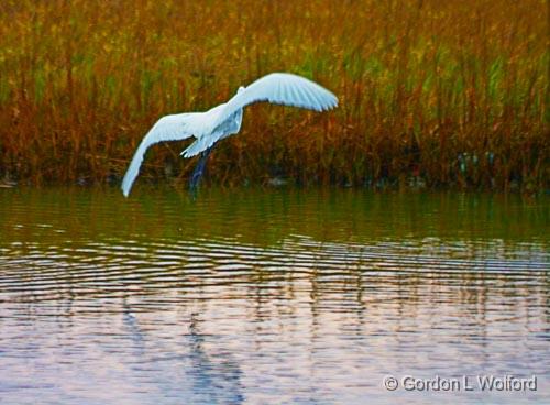 Egret In Flight_32955.jpg - Photographed along the Gulf coast near Port Lavaca, Texas, USA.